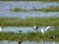 Cigüeñuela comun - Himantopus himantopus - Camallarga comú