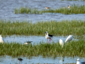 Cigüeñuela comun - Himantopus himantopus - Camallarga comú