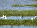 Cigüeñuela comun - Himantopus himantopus - Camallarga comú
