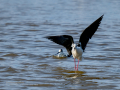 Cigüeñuela comun - Himantopus himantopus - Camallarga comú