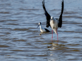 Cigüeñuela comun - Himantopus himantopus - Camallarga comú