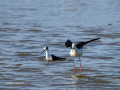 Cigüeñuela comun - Himantopus himantopus - Camallarga comú
