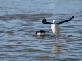 Cigüeñuela comun - Himantopus himantopus - Camallarga comú