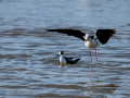 Cigüeñuela comun - Himantopus himantopus - Camallarga comú