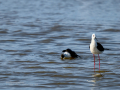 Cigüeñuela comun - Himantopus himantopus - Camallarga comú