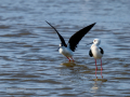 Cigüeñuela comun - Himantopus himantopus - Camallarga comú
