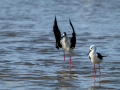 Cigüeñuela comun - Himantopus himantopus - Camallarga comú