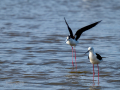 Cigüeñuela comun - Himantopus himantopus - Camallarga comú