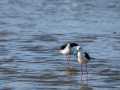 Cigüeñuela comun - Himantopus himantopus - Camallarga comú