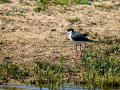 Cigüeñuela comun - Himantopus himantopus - Camallarga comú