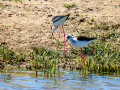 Cigüeñuela comun - Himantopus himantopus - Camallarga comú
