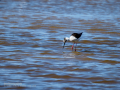 Cigüeñuela comun - Himantopus himantopus - Camallarga comú