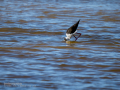Cigüeñuela comun - Himantopus himantopus - Camallarga comú
