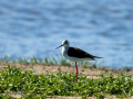 Cigüeñuela comun - Himantopus himantopus - Camallarga comú