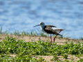Cigüeñuela comun - Himantopus himantopus - Camallarga comú