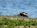 Cigüeñuela comun - Himantopus himantopus - Camallarga comú