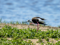 Cigüeñuela comun - Himantopus himantopus - Camallarga comú