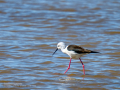 Cigüeñuela comun - Himantopus himantopus - Camallarga comú