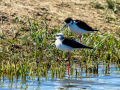 Cigüeñuela comun - Himantopus himantopus - Camallarga comú
