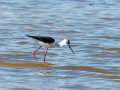 Cigüeñuela comun - Himantopus himantopus - Camallarga comú