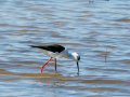 Cigüeñuela comun - Himantopus himantopus - Camallarga comú