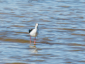 Cigüeñuela comun - Himantopus himantopus - Camallarga comú