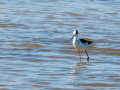 Cigüeñuela comun - Himantopus himantopus - Camallarga comú