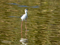 Cigüeñuela comun - Himantopus himantopus - Camallarga comú