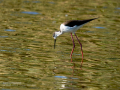Cigüeñuela comun - Himantopus himantopus - Camallarga comú