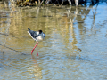 Cigüeñuela comun - Himantopus himantopus - Camallarga comú