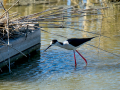 Cigüeñuela comun - Himantopus himantopus - Camallarga comú