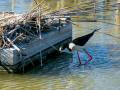 Cigüeñuela comun - Himantopus himantopus - Camallarga comú