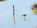 Cigüeñuela comun - Himantopus himantopus - Camallarga comú