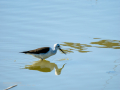 Cigüeñuela comun - Himantopus himantopus - Camallarga comú