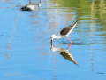 Cigüeñuela comun - Himantopus himantopus - Camallarga comú