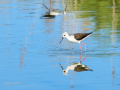 Cigüeñuela comun - Himantopus himantopus - Camallarga comú
