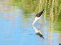 Cigüeñuela comun - Himantopus himantopus - Camallarga comú