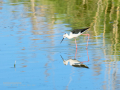Cigüeñuela comun - Himantopus himantopus - Camallarga comú
