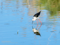 Cigüeñuela comun - Himantopus himantopus - Camallarga comú