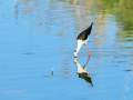 Cigüeñuela comun - Himantopus himantopus - Camallarga comú