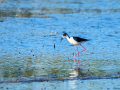 Cigüeñuela comun - Himantopus himantopus - Camallarga comú