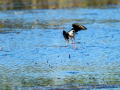 Cigüeñuela comun - Himantopus himantopus - Camallarga comú
