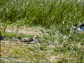 Cigüeñuela comun - Himantopus himantopus - Camallarga comú