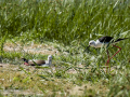 Cigüeñuela comun - Himantopus himantopus - Camallarga comú