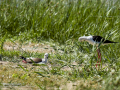 Cigüeñuela comun - Himantopus himantopus - Camallarga comú