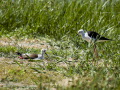 Cigüeñuela comun - Himantopus himantopus - Camallarga comú