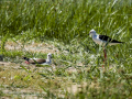 Cigüeñuela comun - Himantopus himantopus - Camallarga comú
