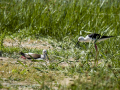 Cigüeñuela comun - Himantopus himantopus - Camallarga comú