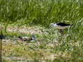 Cigüeñuela comun - Himantopus himantopus - Camallarga comú