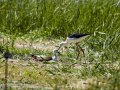Cigüeñuela comun - Himantopus himantopus - Camallarga comú